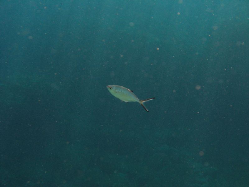 Trachinotus ovatus da Pantelleria